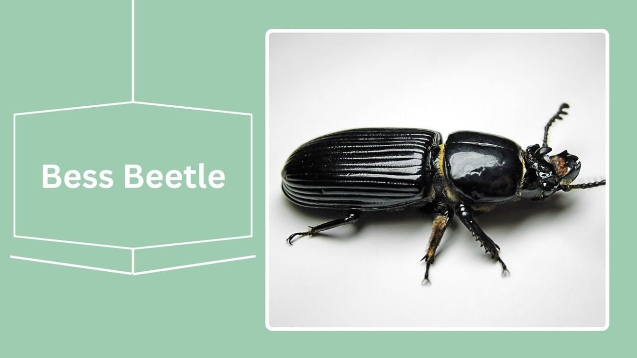 Bess Beetle