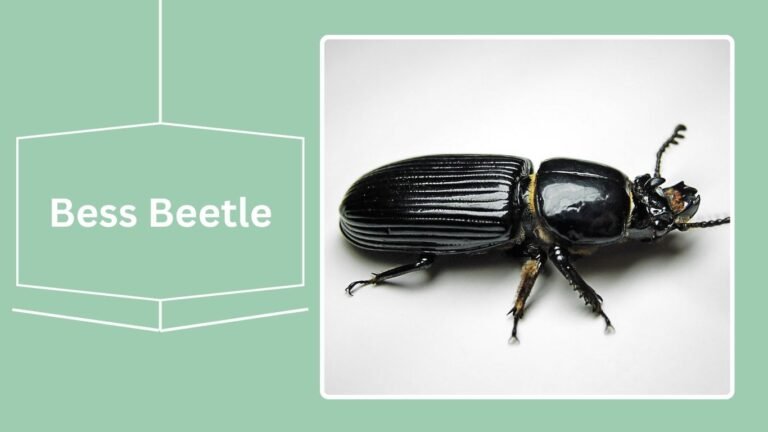 12 Types of Scarab Beetle: Identification with Pictures