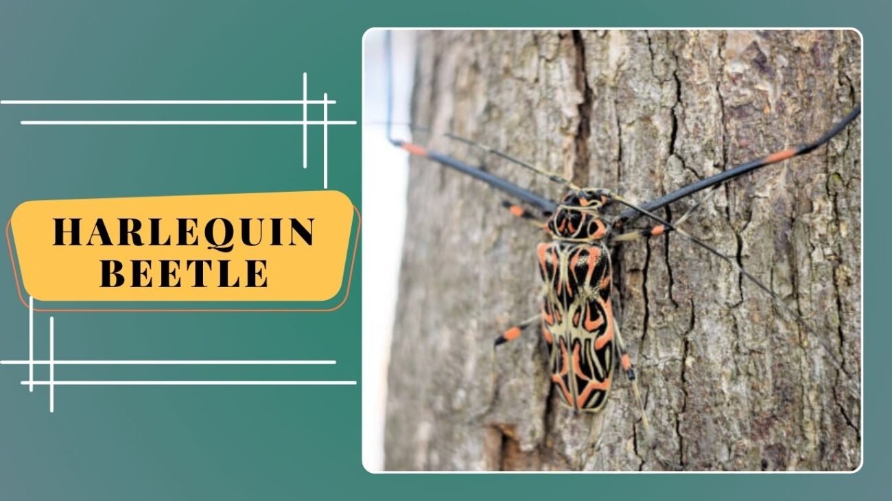 Harlequin Beetle (Acrocinus longimanus)