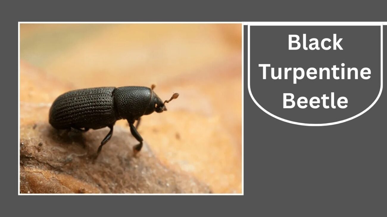 Black Turpentine Beetle