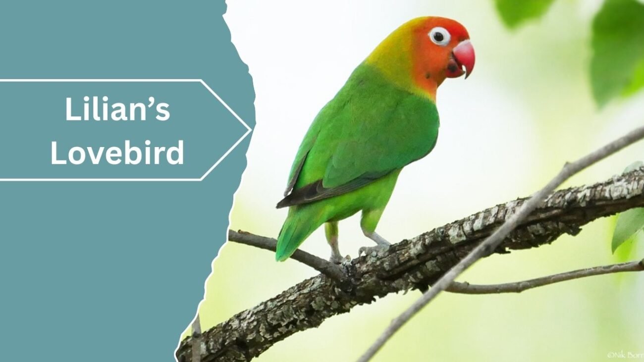  Lilian’s Lovebird