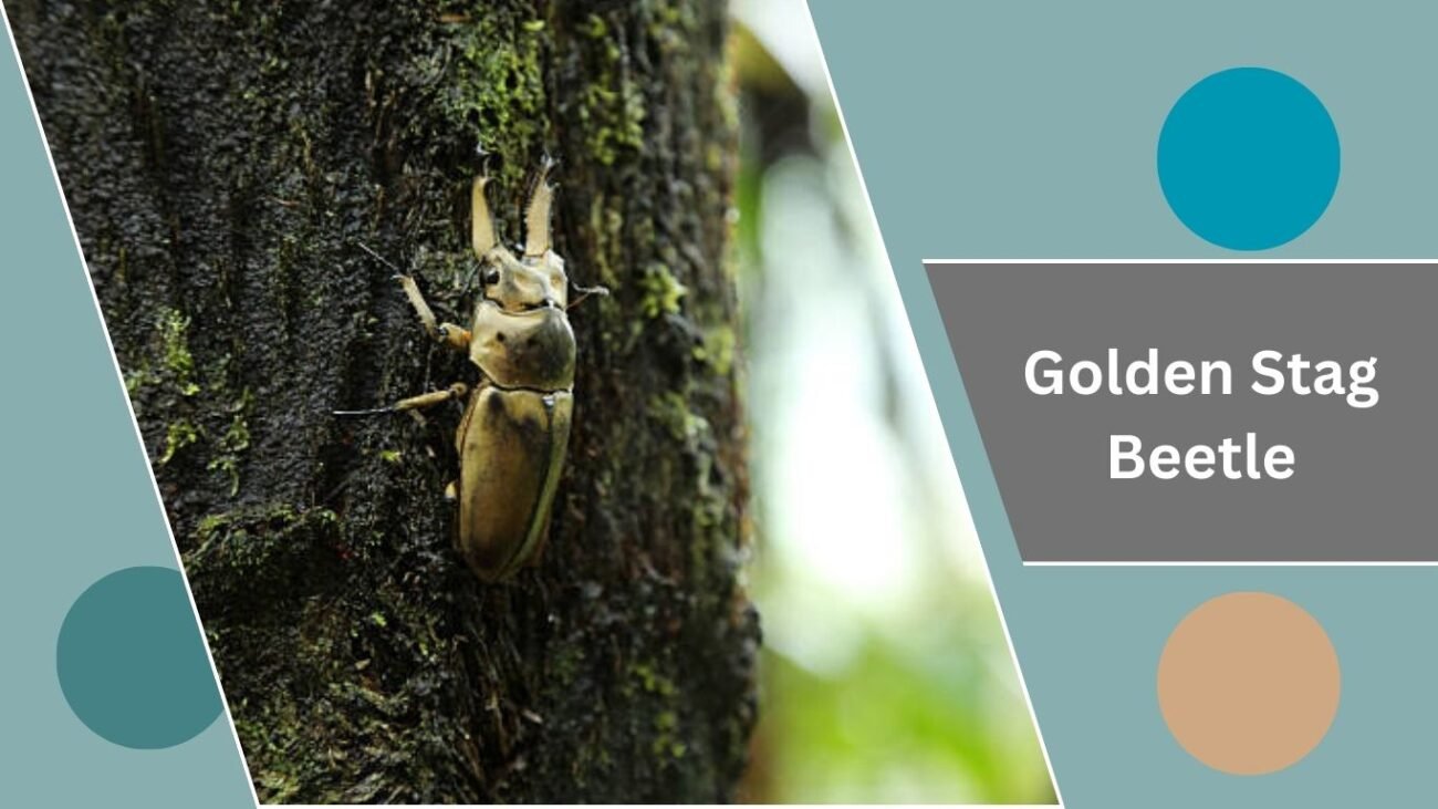  Golden Stag Beetle