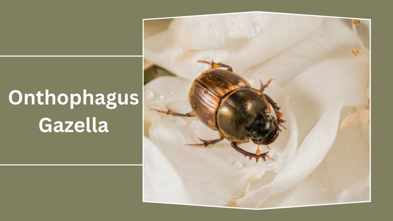Onthophagus Gazella