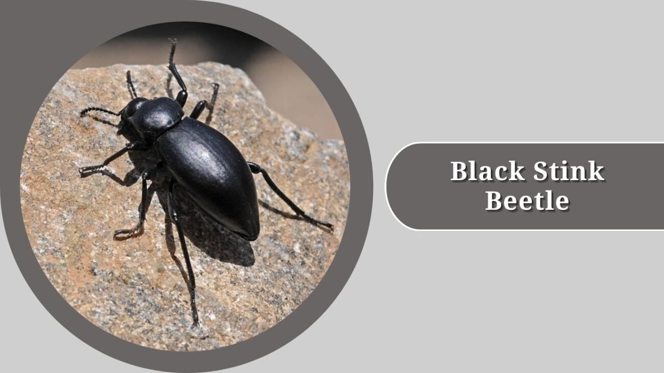 Black Stink Beetle