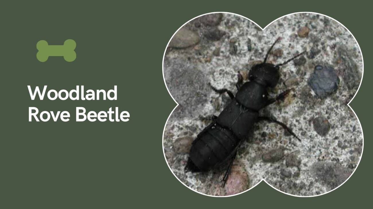 Woodland Rove Beetle (Philonthus decorus)