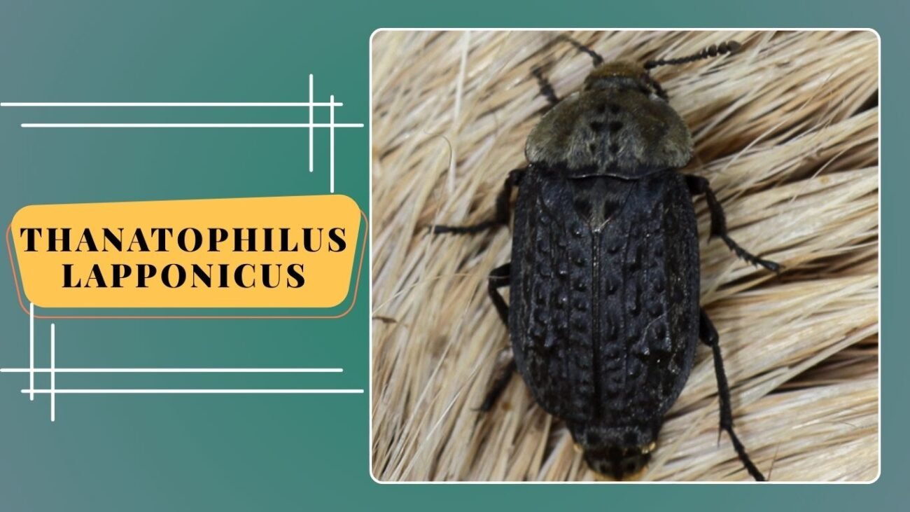 Thanatophilus lapponicus