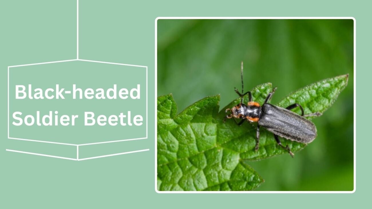 Black-headed Soldier Beetle (Cantharis obscura)