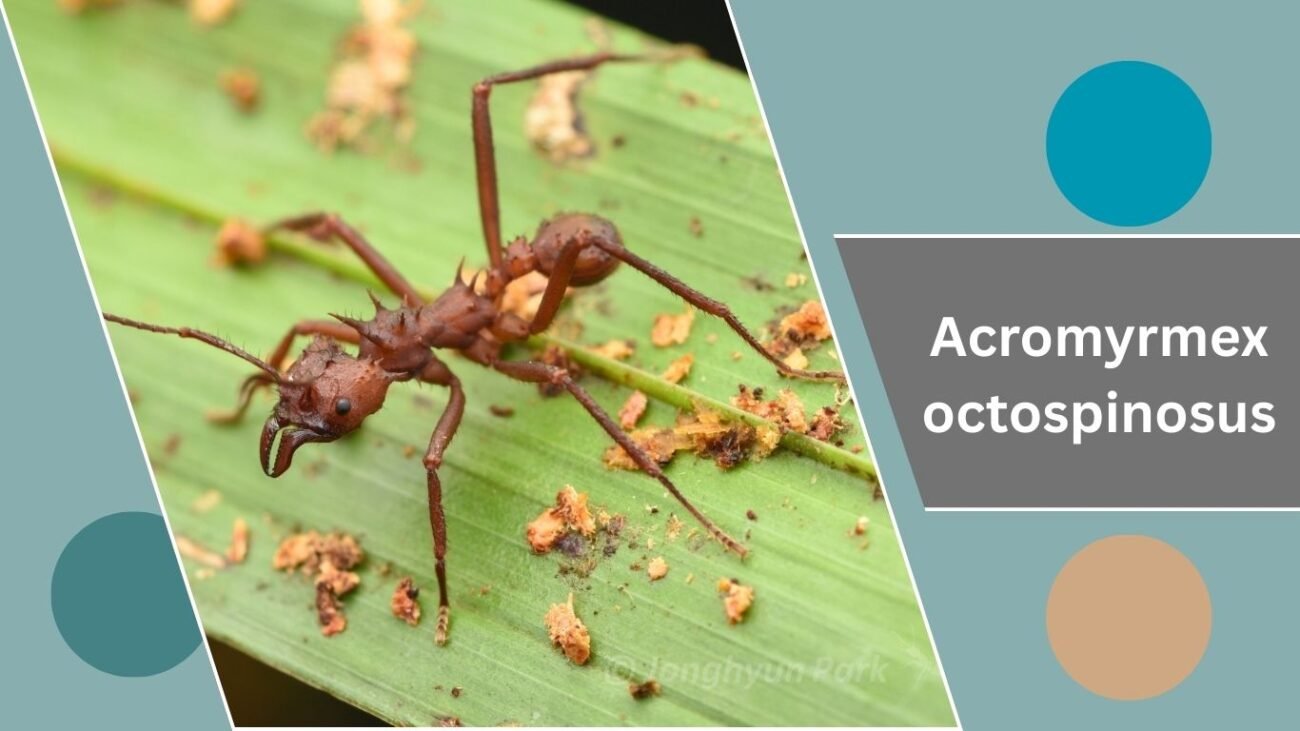 Acromyrmex octospinosus