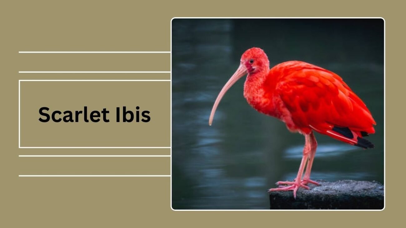 Scarlet Ibis