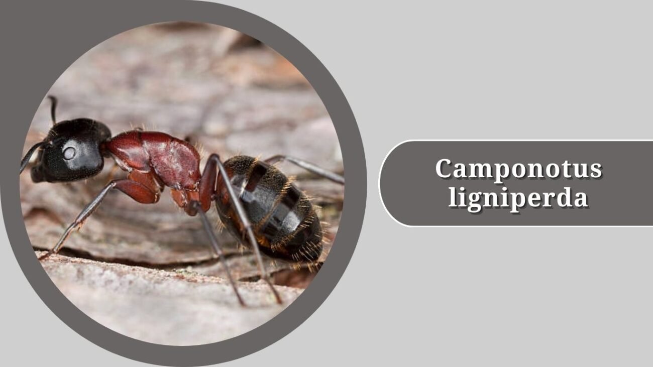 Camponotus ligniperda