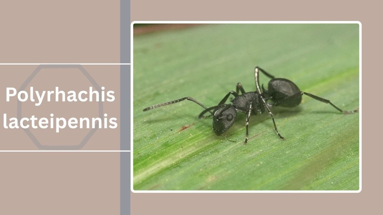 Polyrhachis lacteipennis