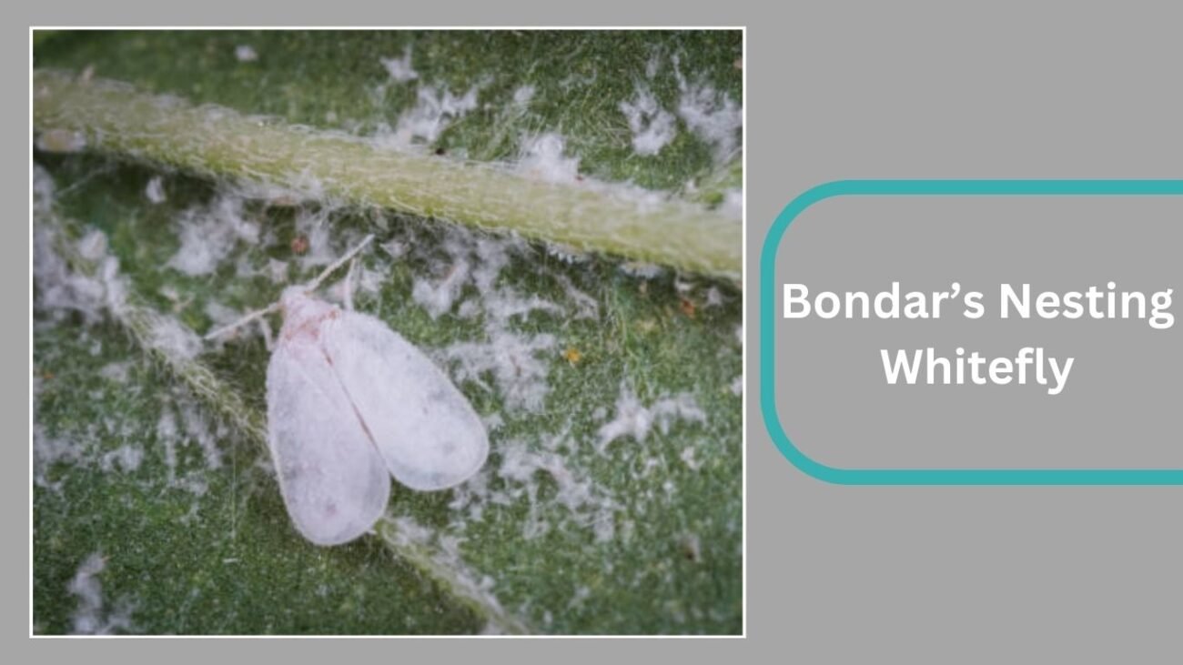 Bondar’s Nesting Whitefly (Paraleyrodes bondari)