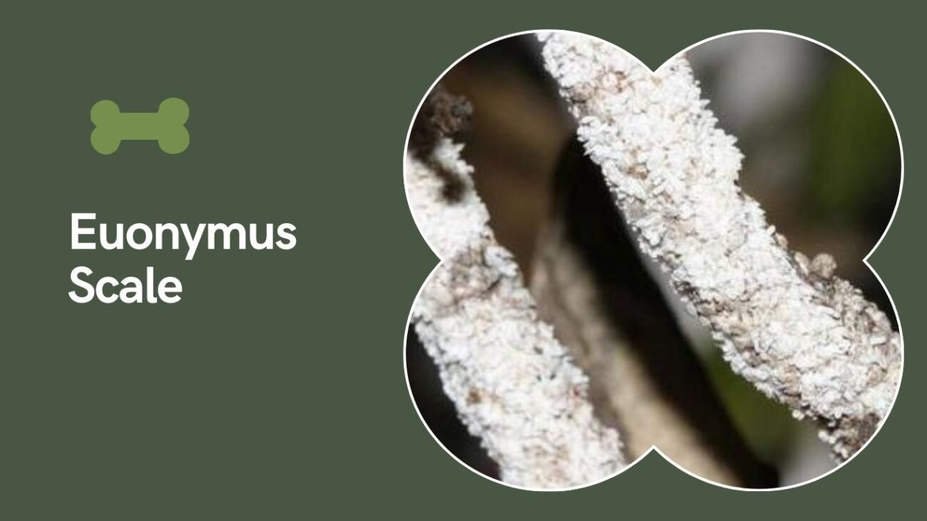 Euonymus Scale (Unaspis euonymi)