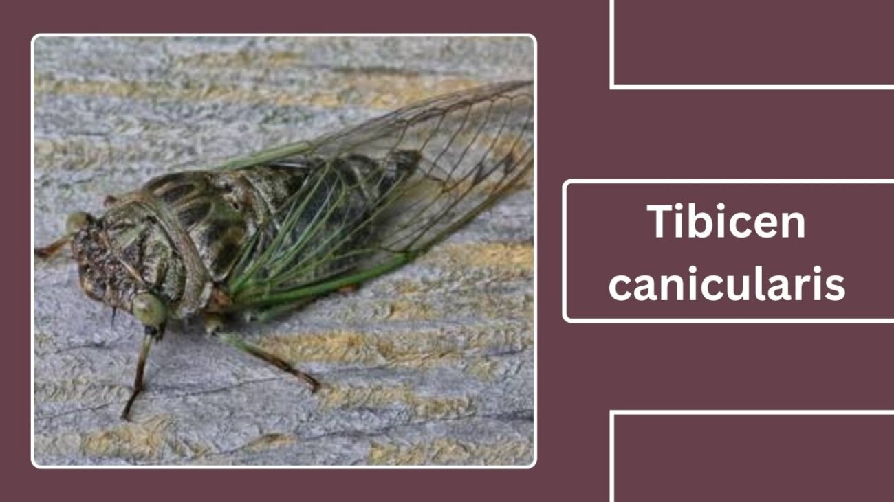Tibicen canicularis (Neotibicen canicularis)