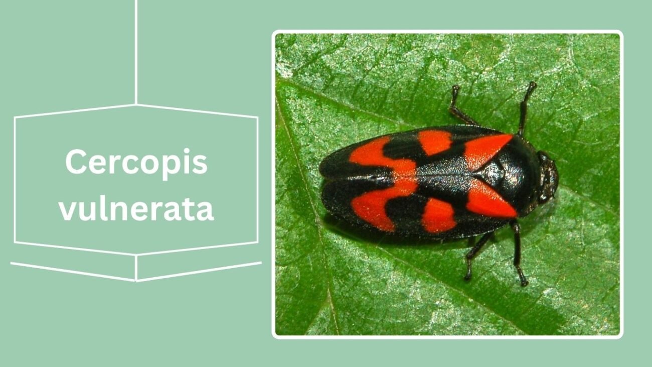 Cercopis vulnerata