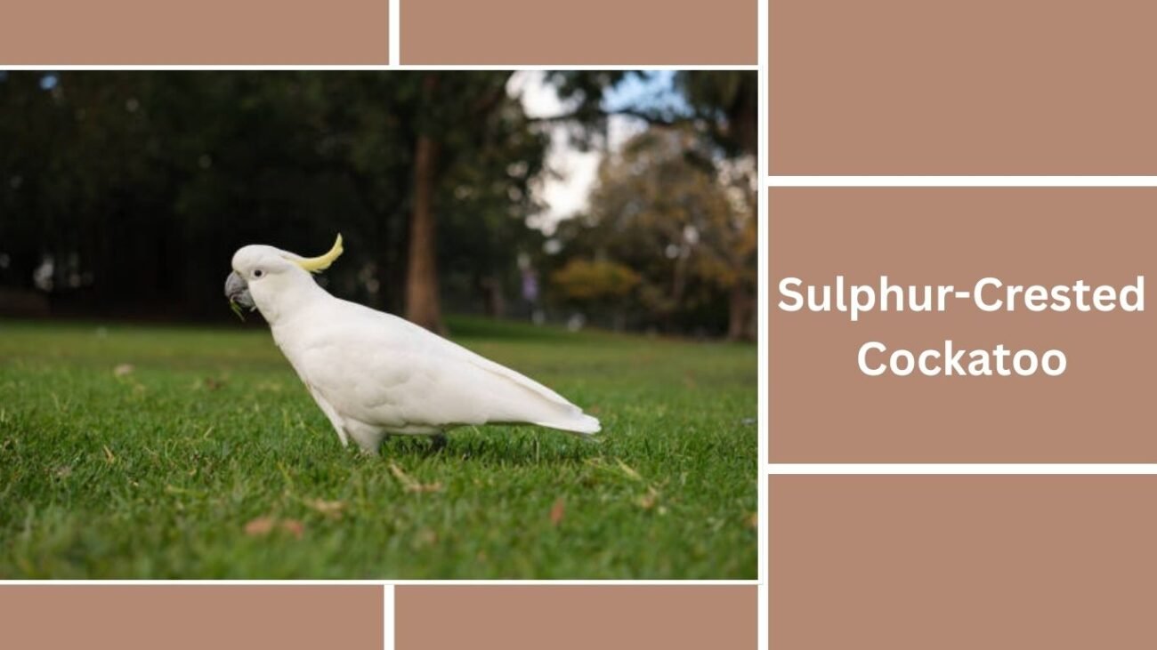 Sulphur-Crested Cockatoo