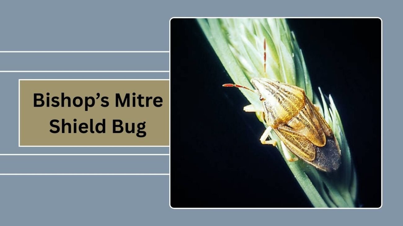 Bishop’s Mitre Shield Bug (Aelia acuminata)