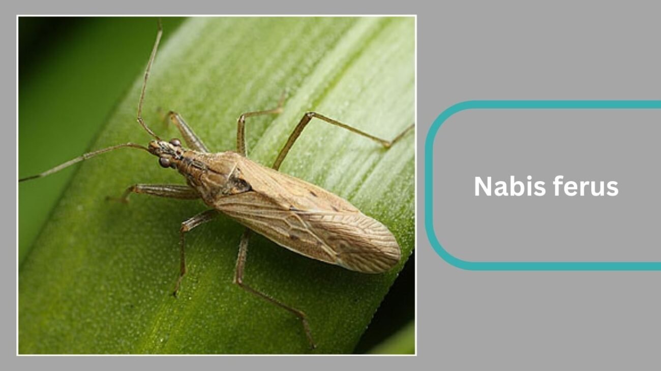 Nabis ferus