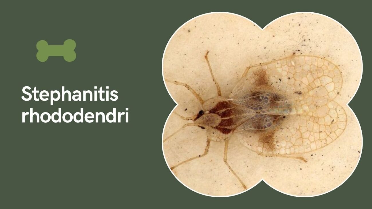 Stephanitis rhododendri (Rhododendron Lace Bug)