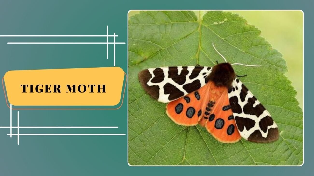 Tiger Moth (Arctia caja)