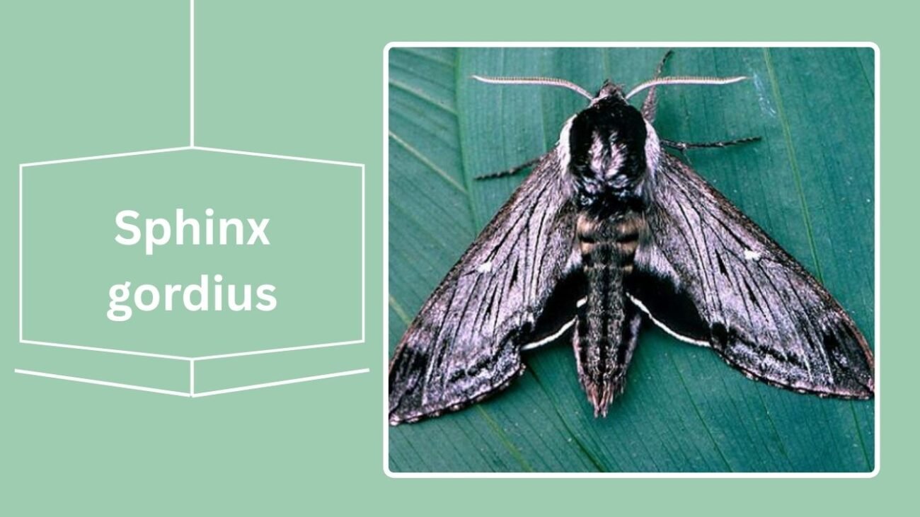 Sphinx gordius (Apple Sphinx)