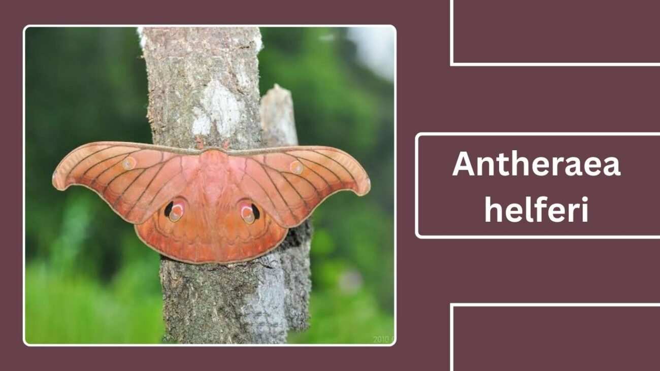 Antheraea helferi (Helfer’s Silk Moth)