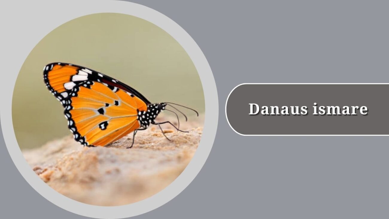 Danaus ismare (Ismare Tiger)