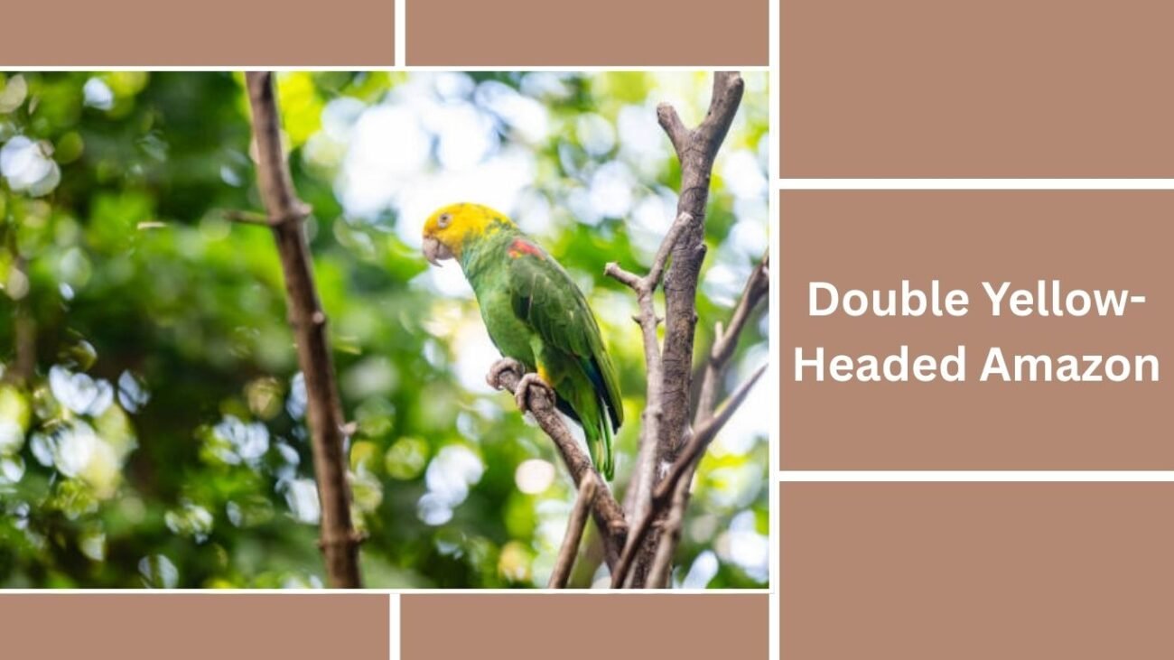 Double Yellow-Headed Amazon