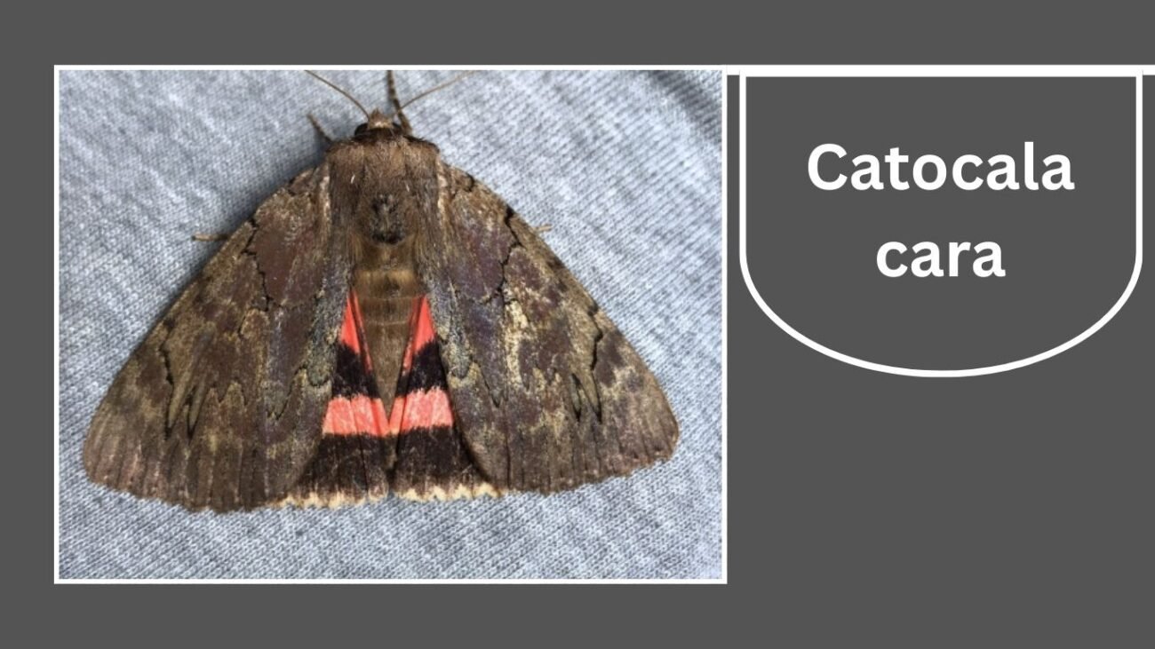 Catocala cara (Darling Underwing)