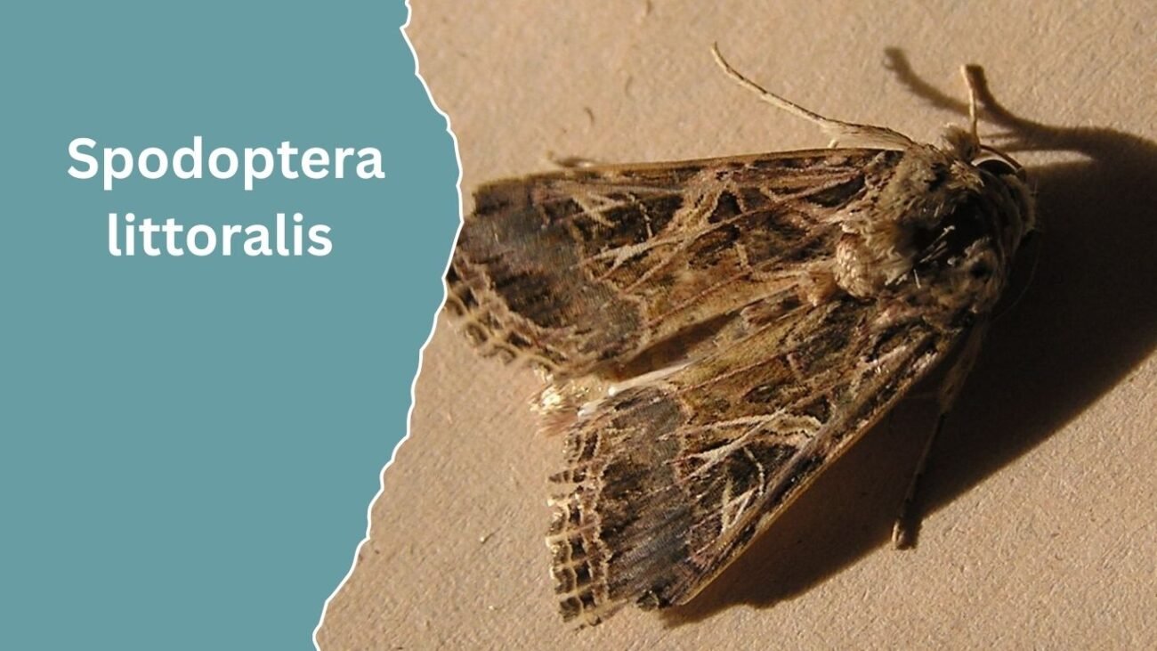 Spodoptera littoralis (African Cotton Leafworm)