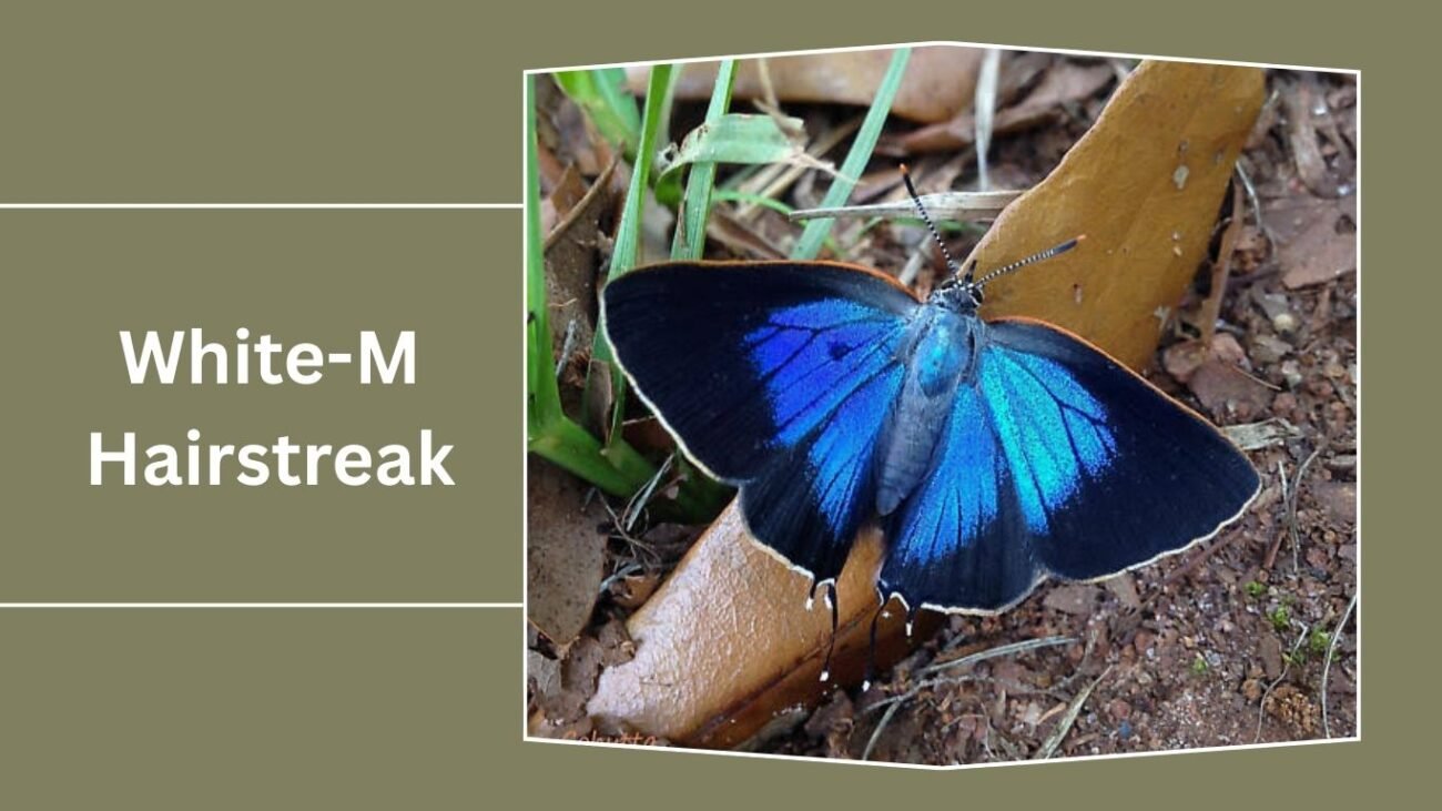 White-M Hairstreak