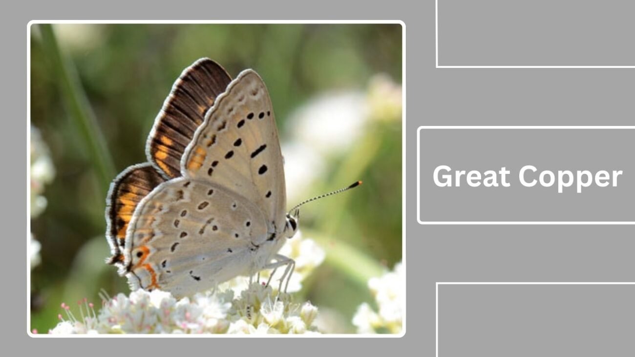 Great Copper (Lycaena dispar)