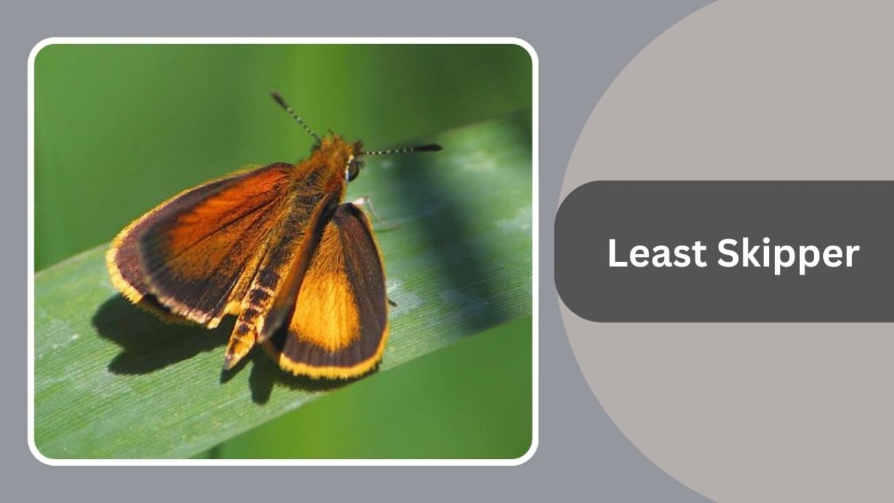 Least Skipper