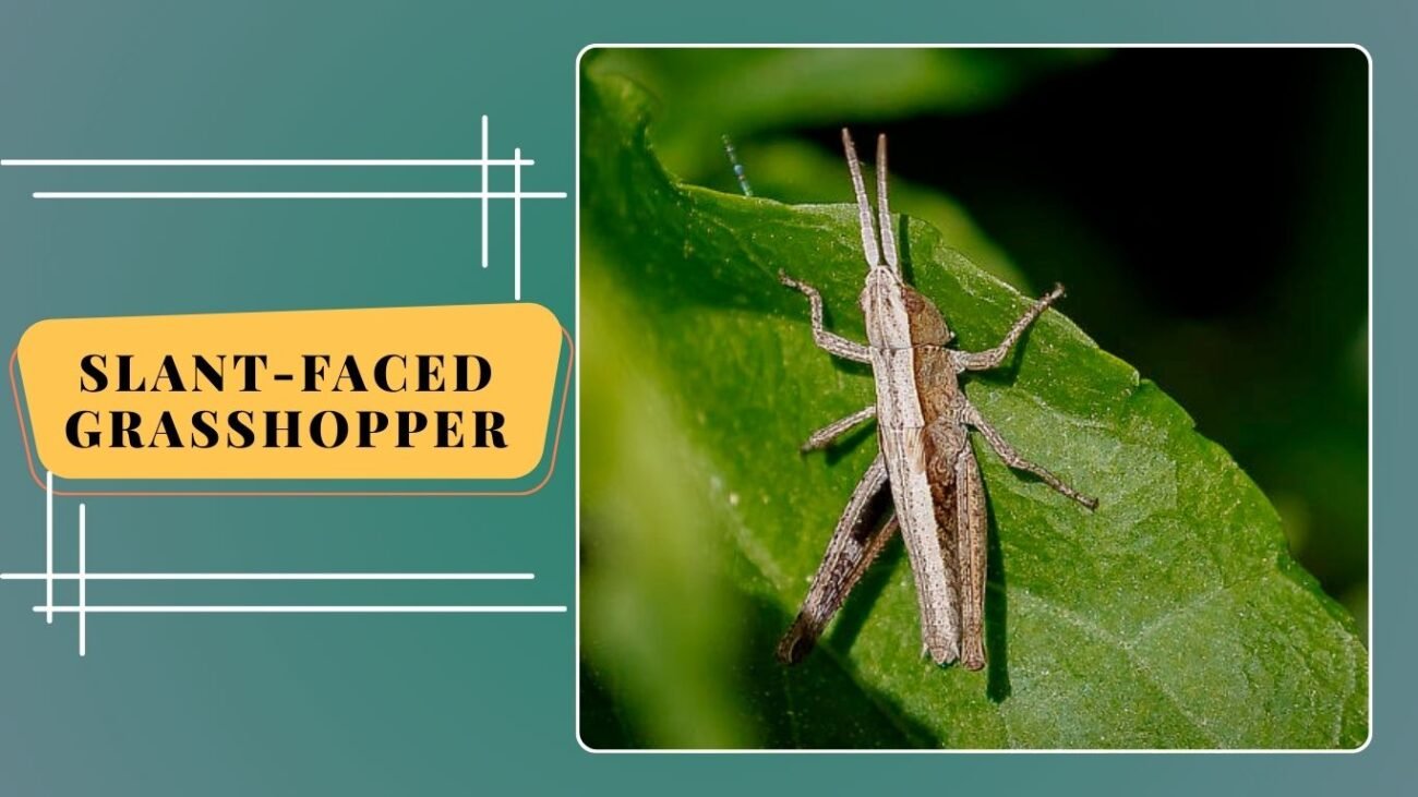 Slant-faced Grasshopper