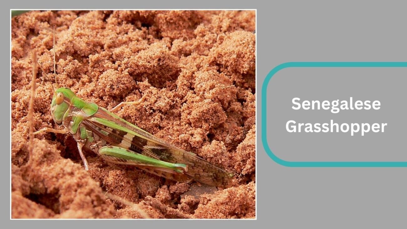 Senegalese Grasshopper (Oedaleus senegalensis)