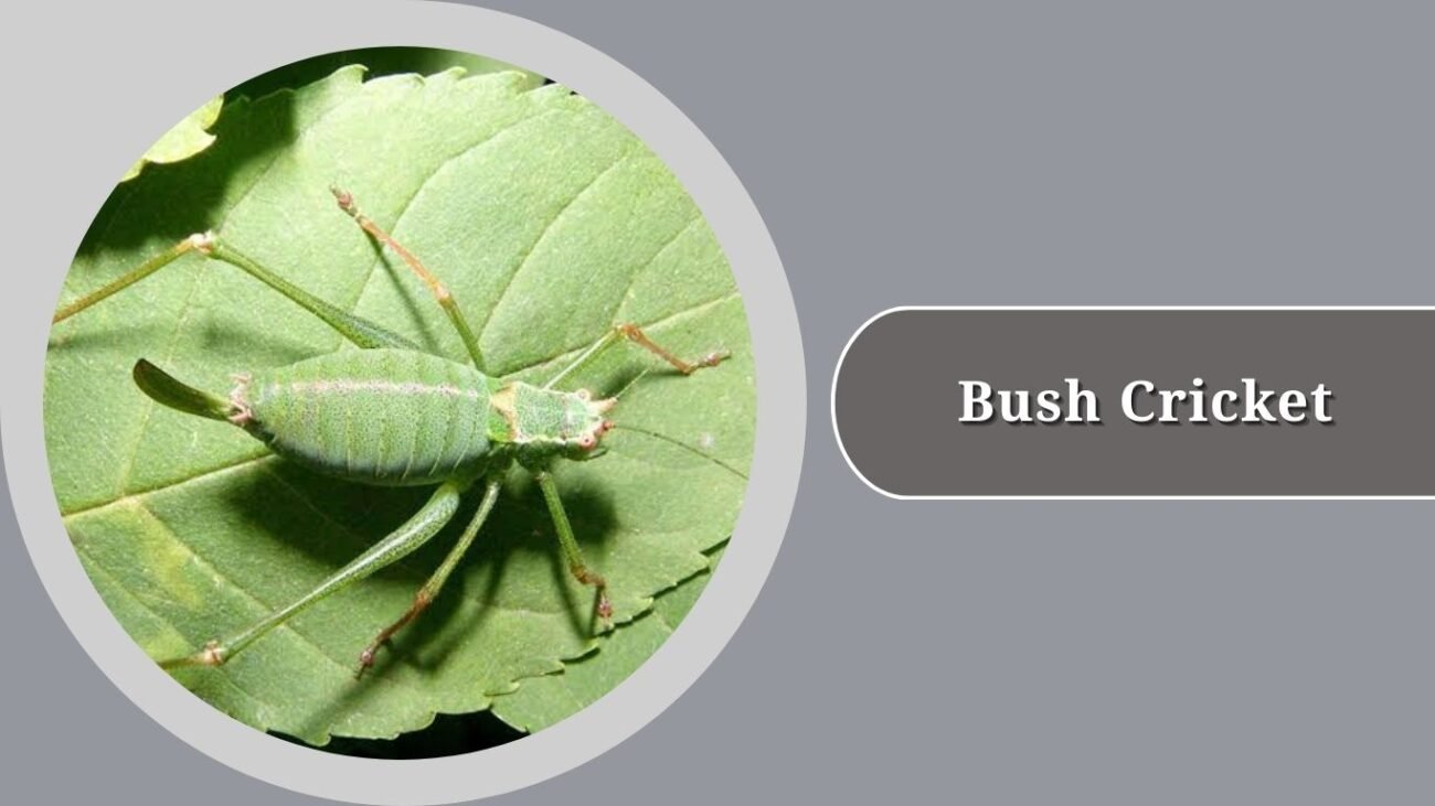 Bush Cricket