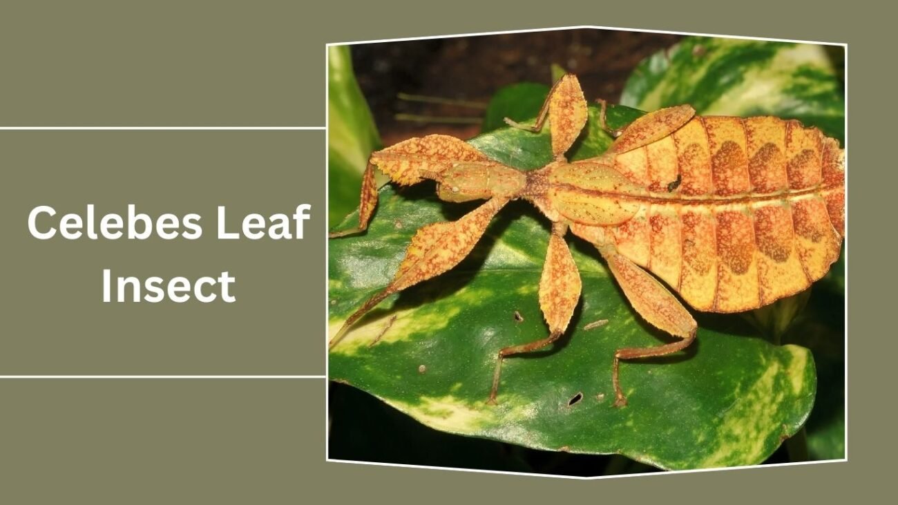 15 Types of Leaf Insect: Identification With Picture
