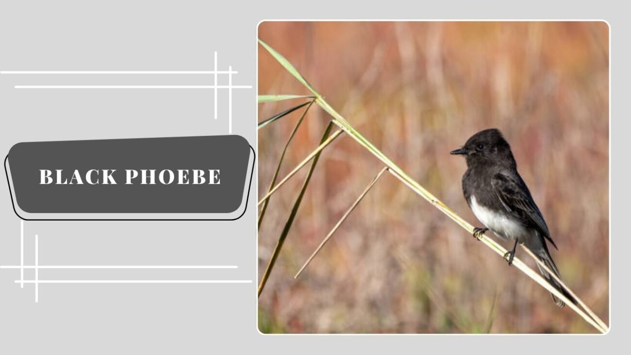 Black Phoebe