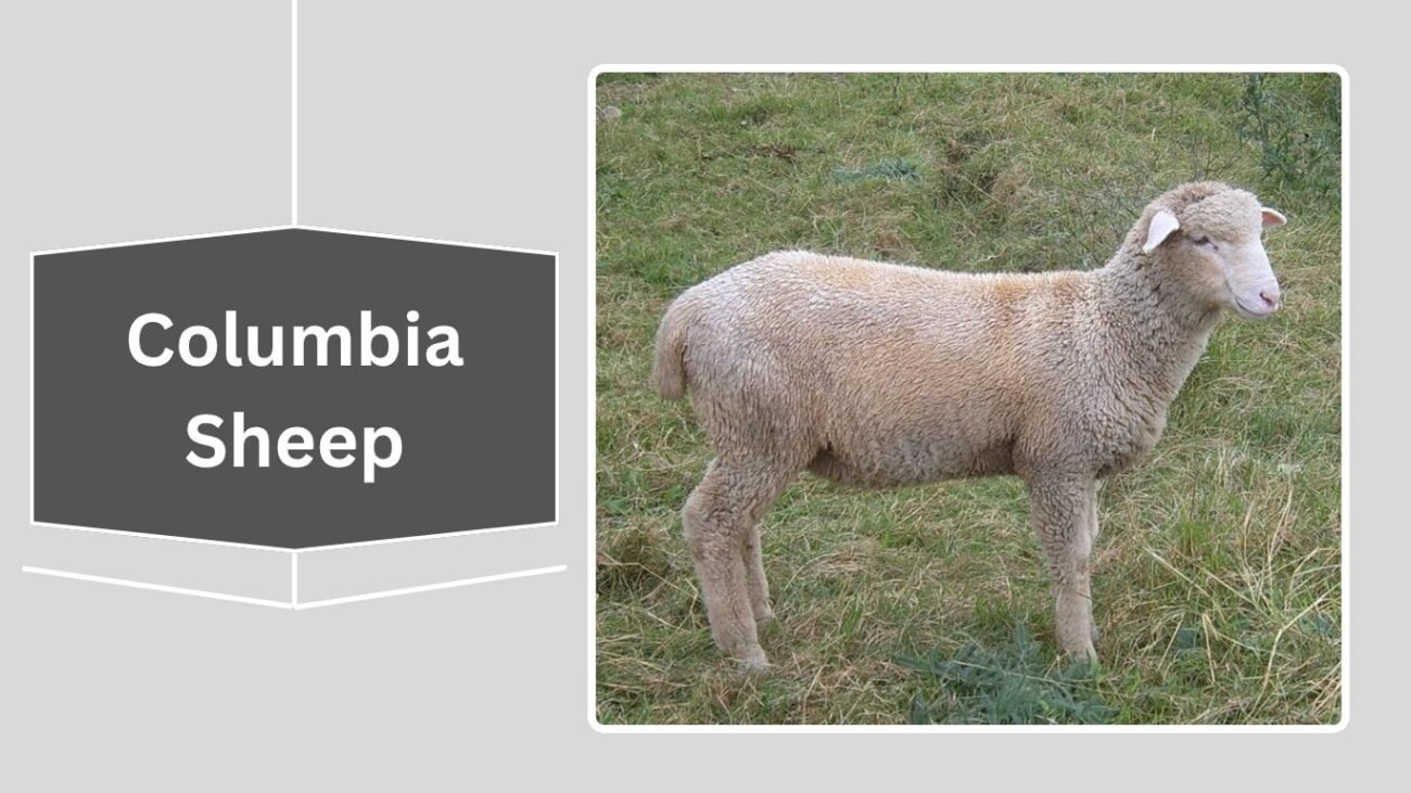 Columbia Sheep