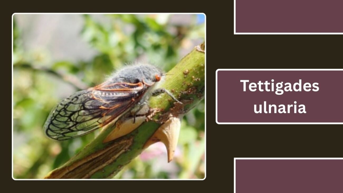 Tettigades ulnaria