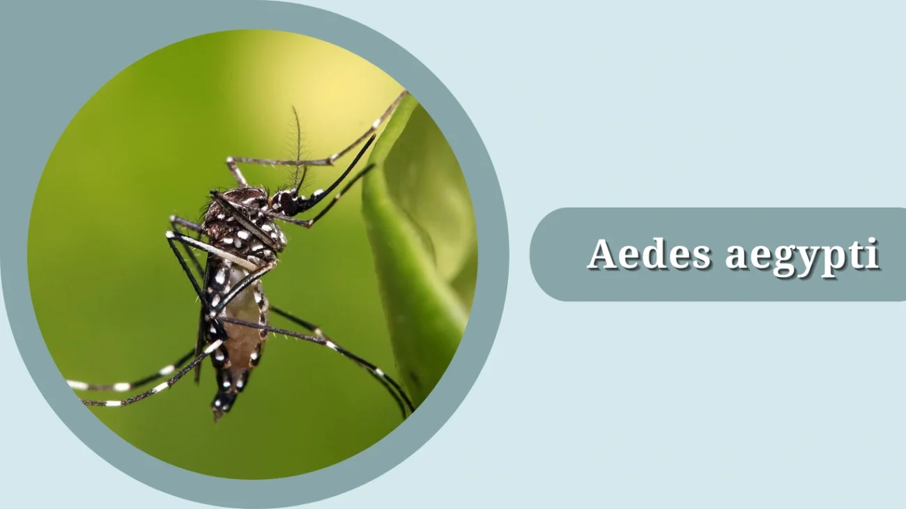 Aedes aegypti