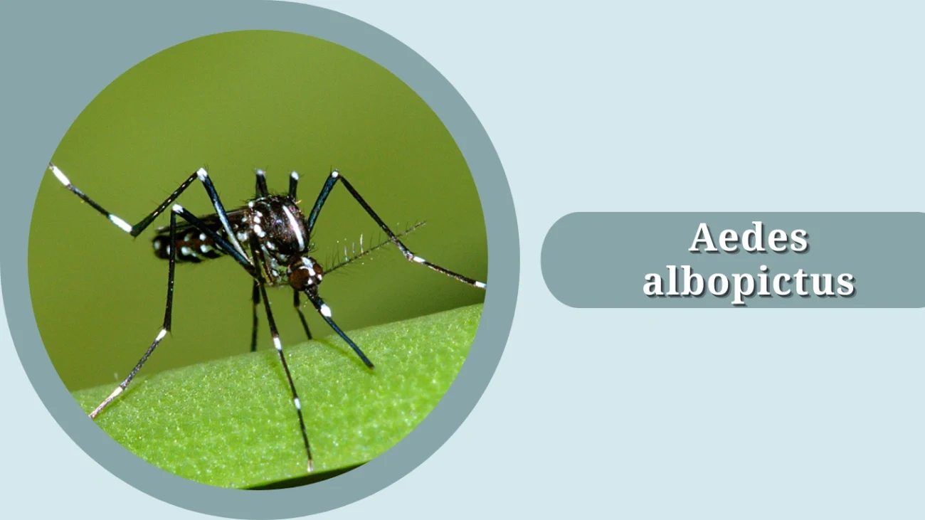 Aedes albopictus
