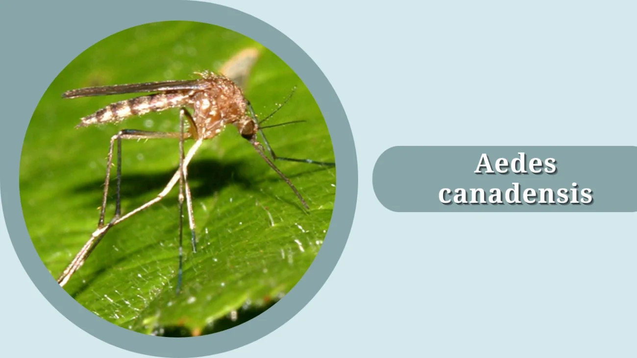 Aedes canadensis