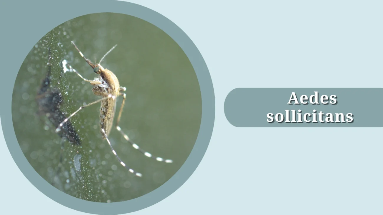  Aedes sollicitans