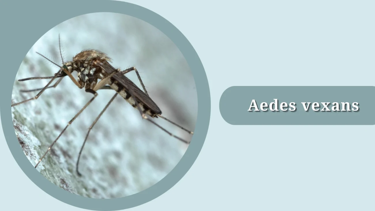 Aedes vexans