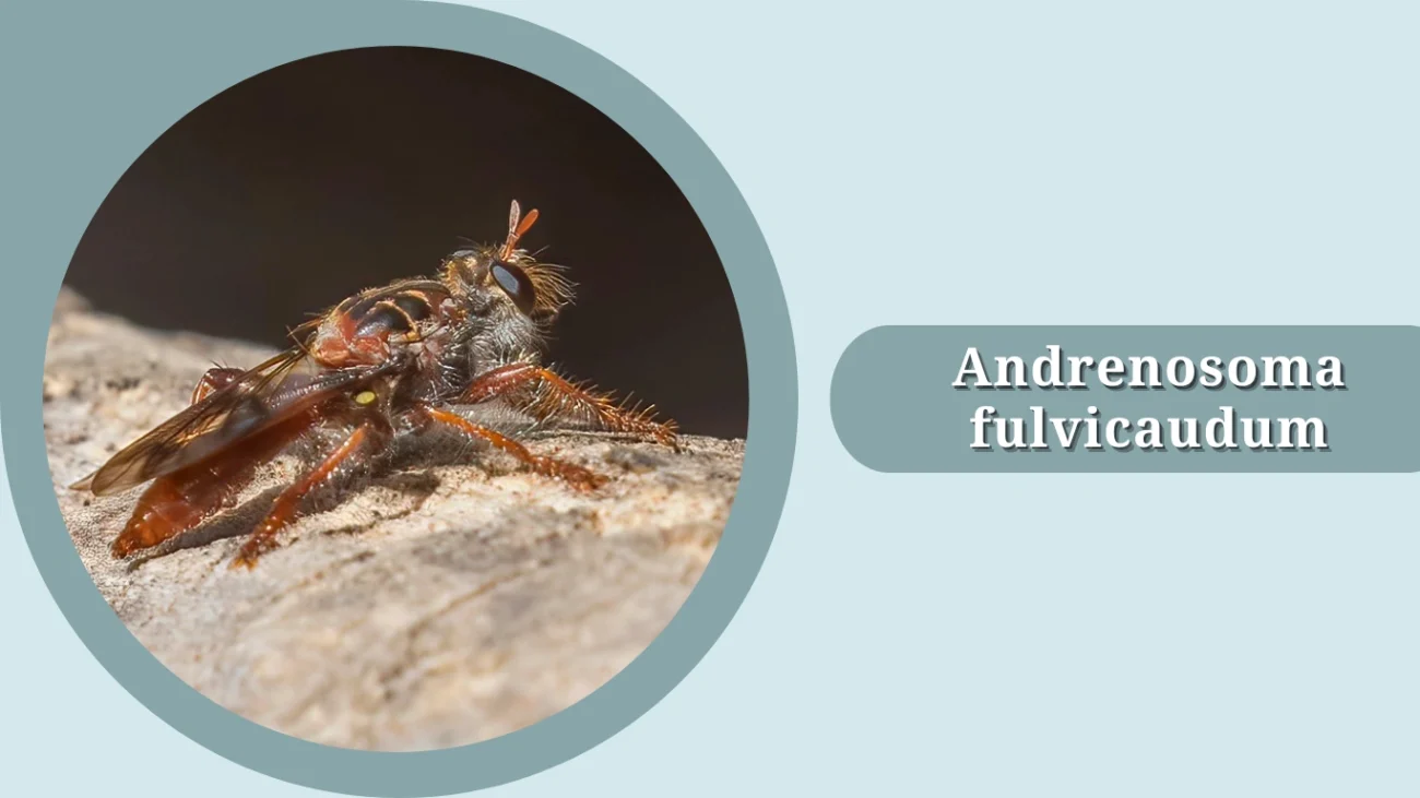 Andrenosoma fulvicaudum