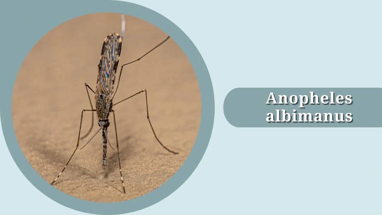 Anopheles albimanus
