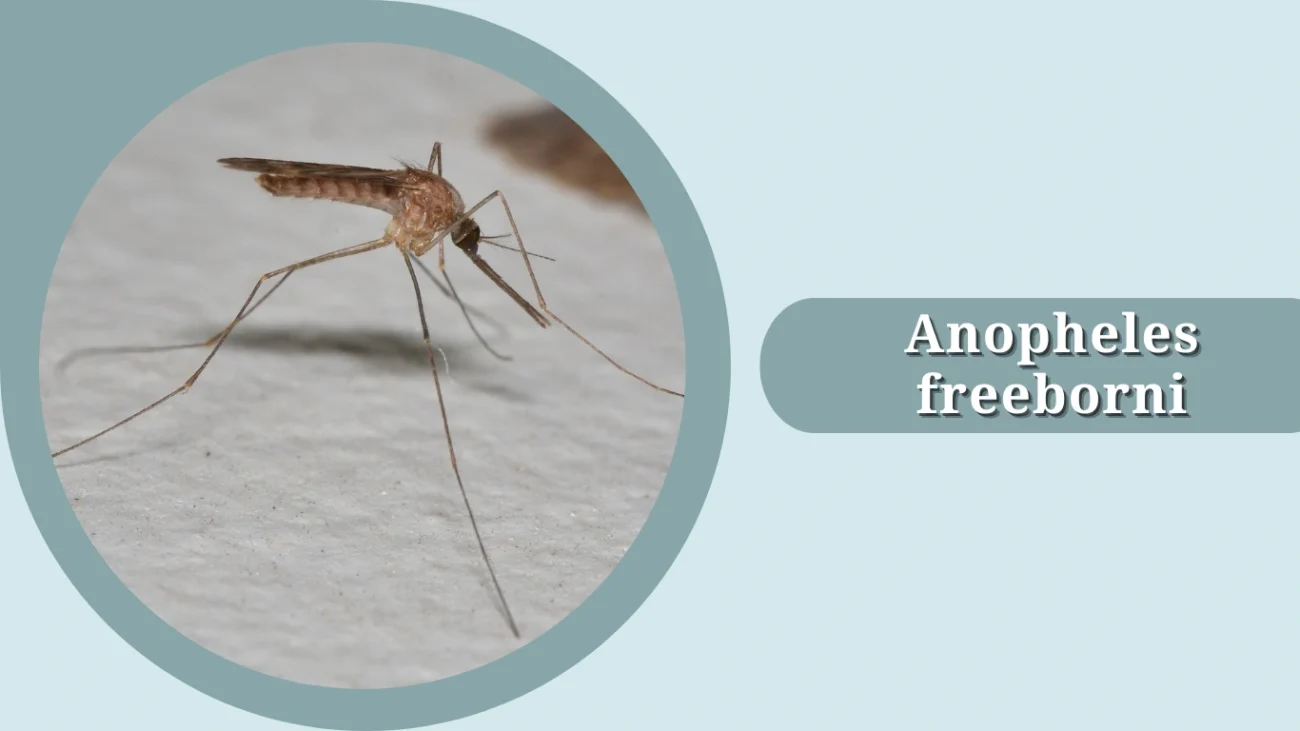Anopheles freeborni