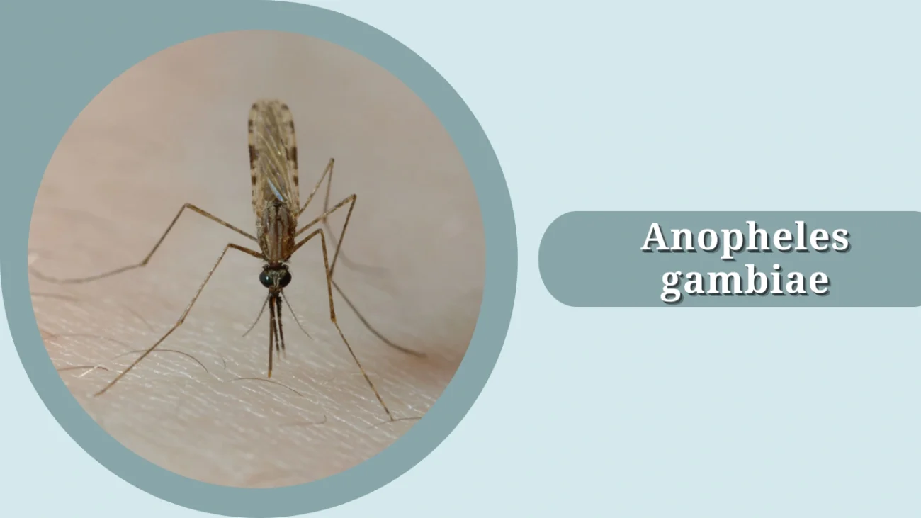 Anopheles gambiae