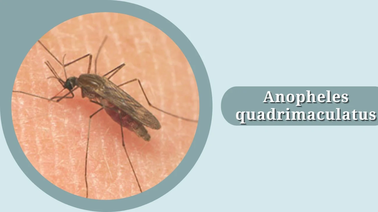 Anopheles quadrimaculatus